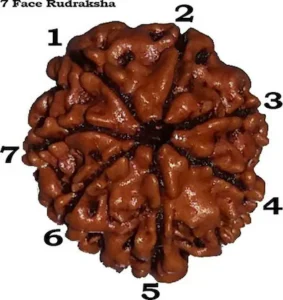 7 mukhi rudraksha