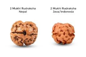 2 Mukhi Rudraksha