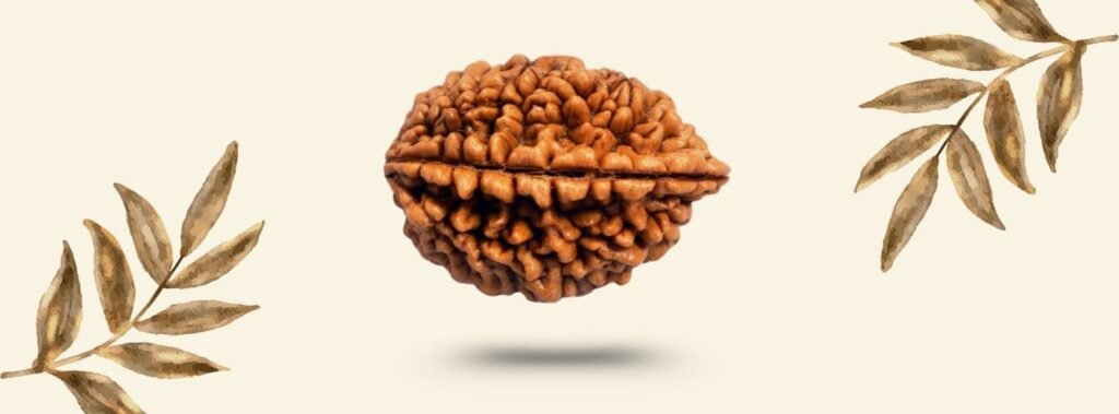 2 Mukhi Rudraksha Price