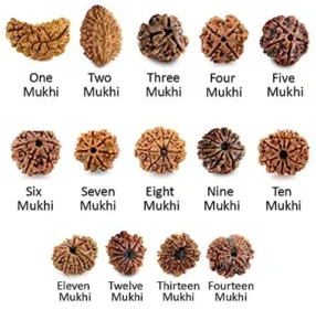 1 to 21 Mukhi Rudraksha Price