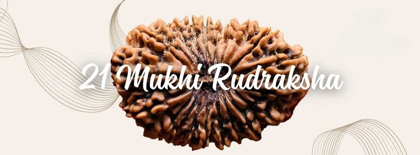 21 mukhi rudraksha price 21 mukhi rudraksha price